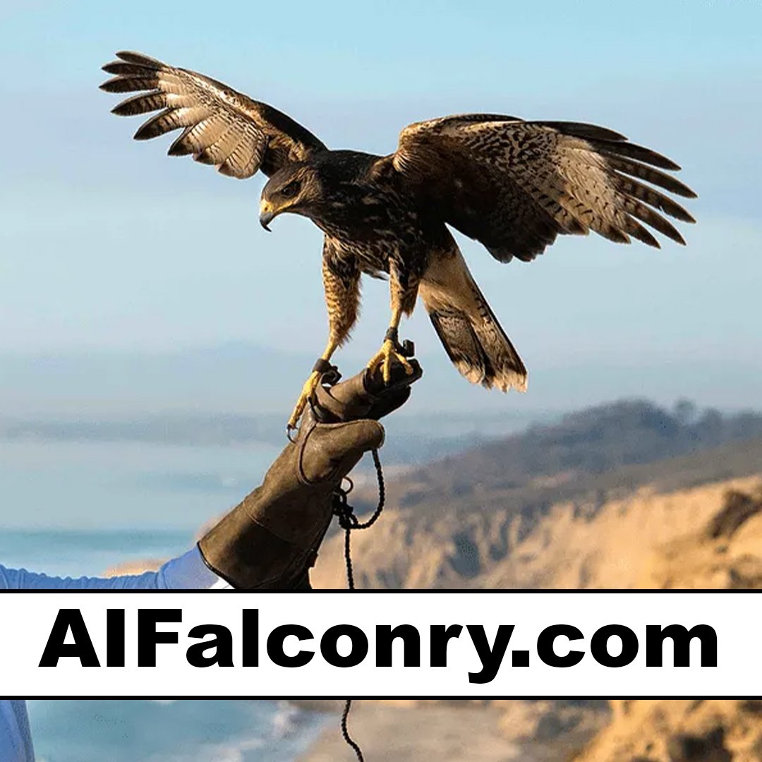 aifalconry.com